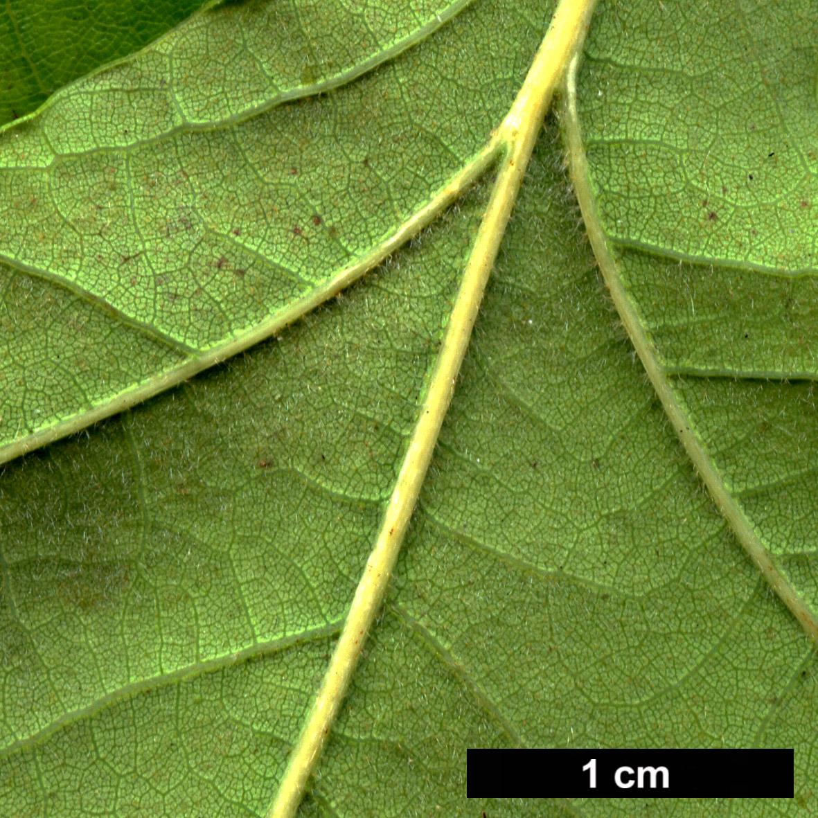 High resolution image: Family: Fagaceae - Genus: Quercus - Taxon: ×andegavensis (Q.pyrenaica × Q.robur)